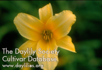 Daylily Rural Style
